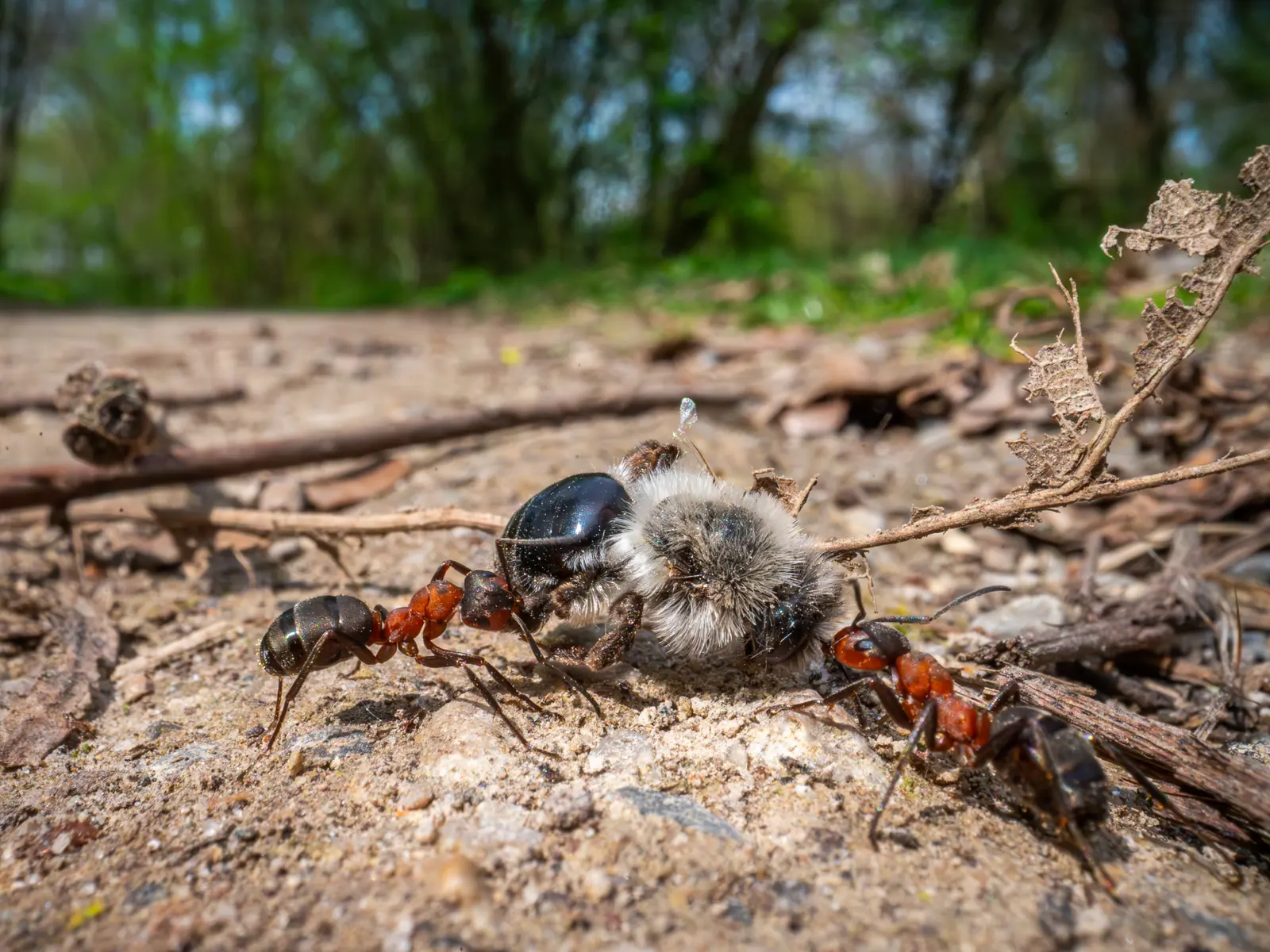 Red wood ants, workers 4.5–9 mm long, photograph, native color; two ants grip a dead bee much bigger than either of them on sandy ground.