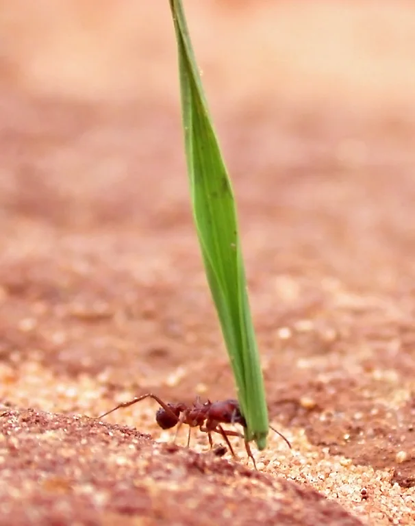 Leaf-cutter ant Acromyrmex balzani, photograph, native color; one worker holds a grass blade upright in its jaws, the blade many times its length.