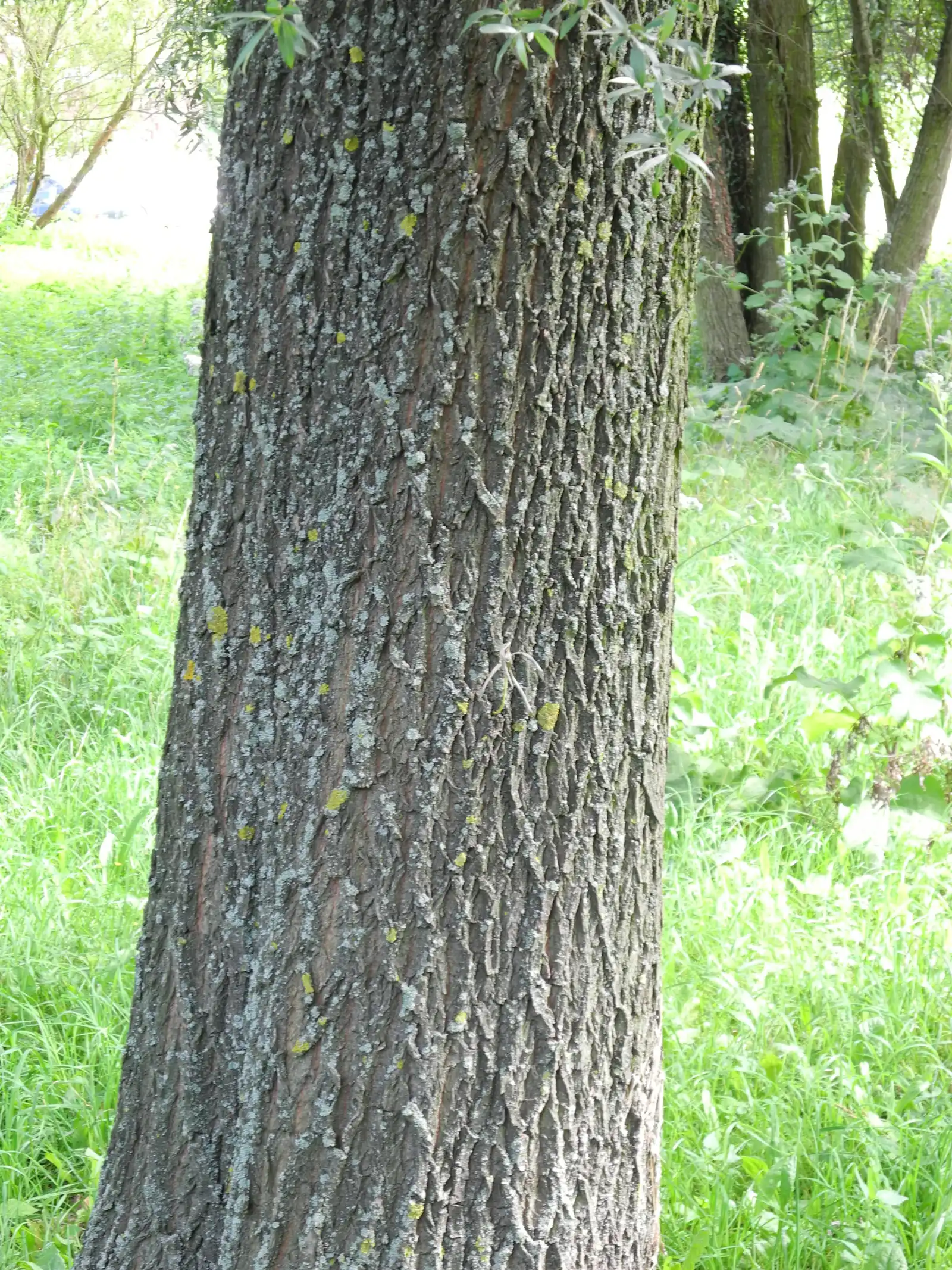 White willow trunk with deeply furrowed grey bark and patches of lichen, grass behind; photograph, natural color; no scale.
