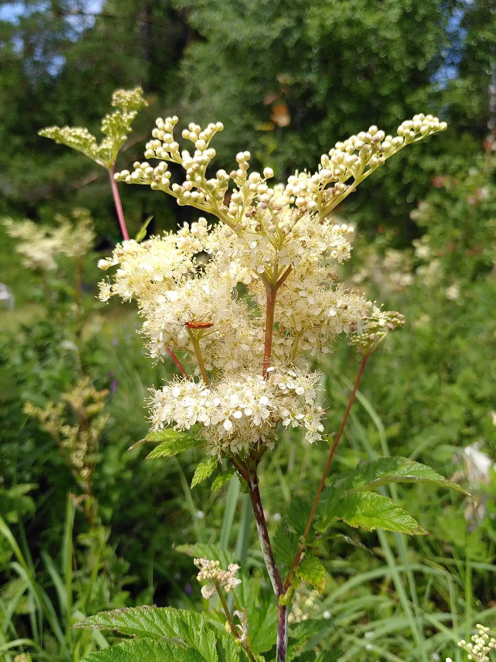 Meadowsweet in flower: cream-white flower heads and round buds on reddish stems, toothed leaves below; photograph, natural color; no scale.