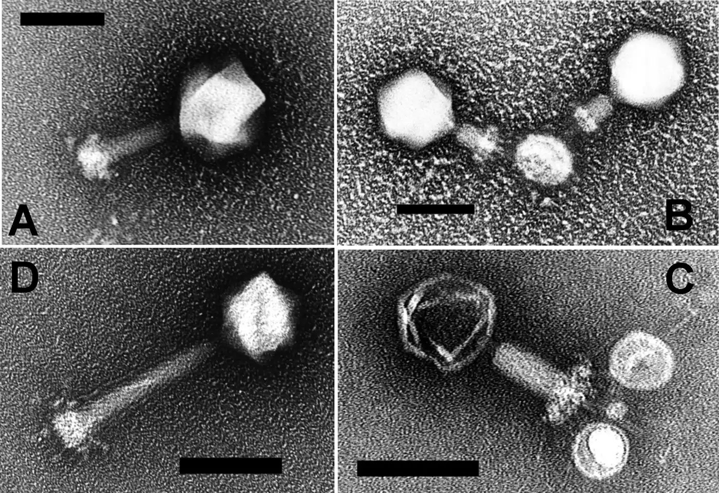 Marine T4-like phages P-SSM2 and P-SSM4, negative-stain electron micrographs, no color; tails extended in A and D, contracted in B and C.