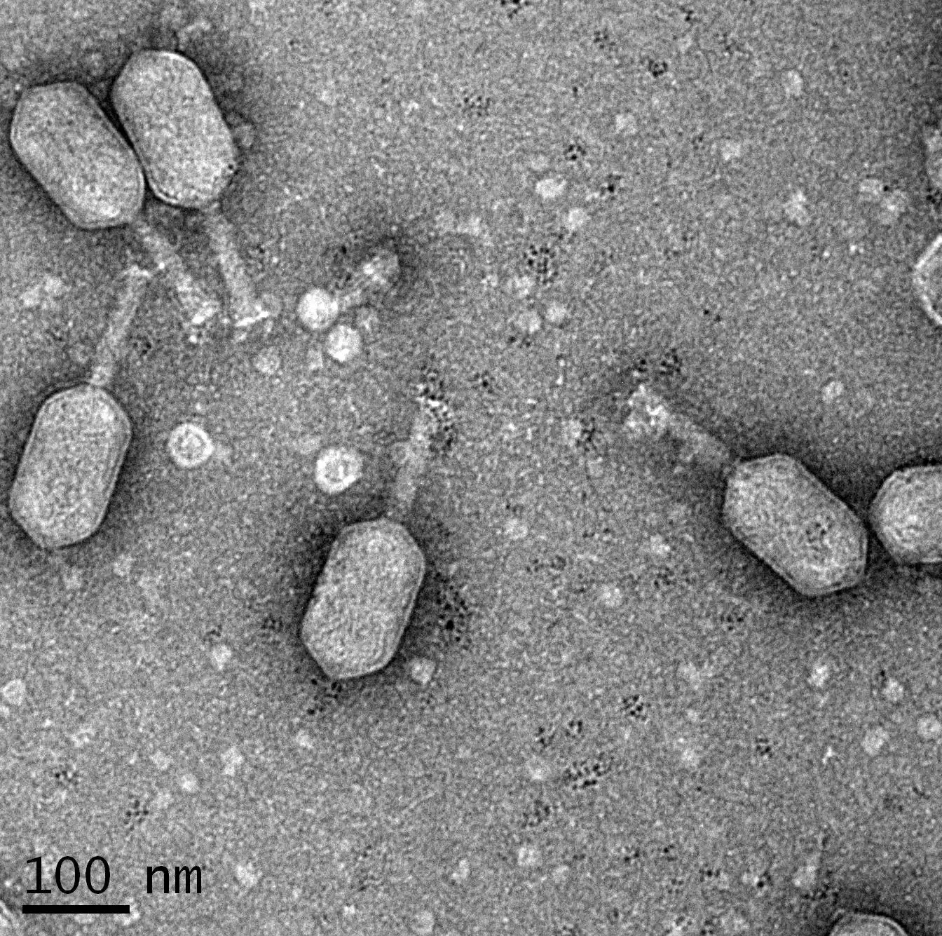 Phage ϕpp2, a T4-like phage with heads about 150–160 nm long; negative-stain electron micrograph, no color; tailed particles, 100 nm bar.