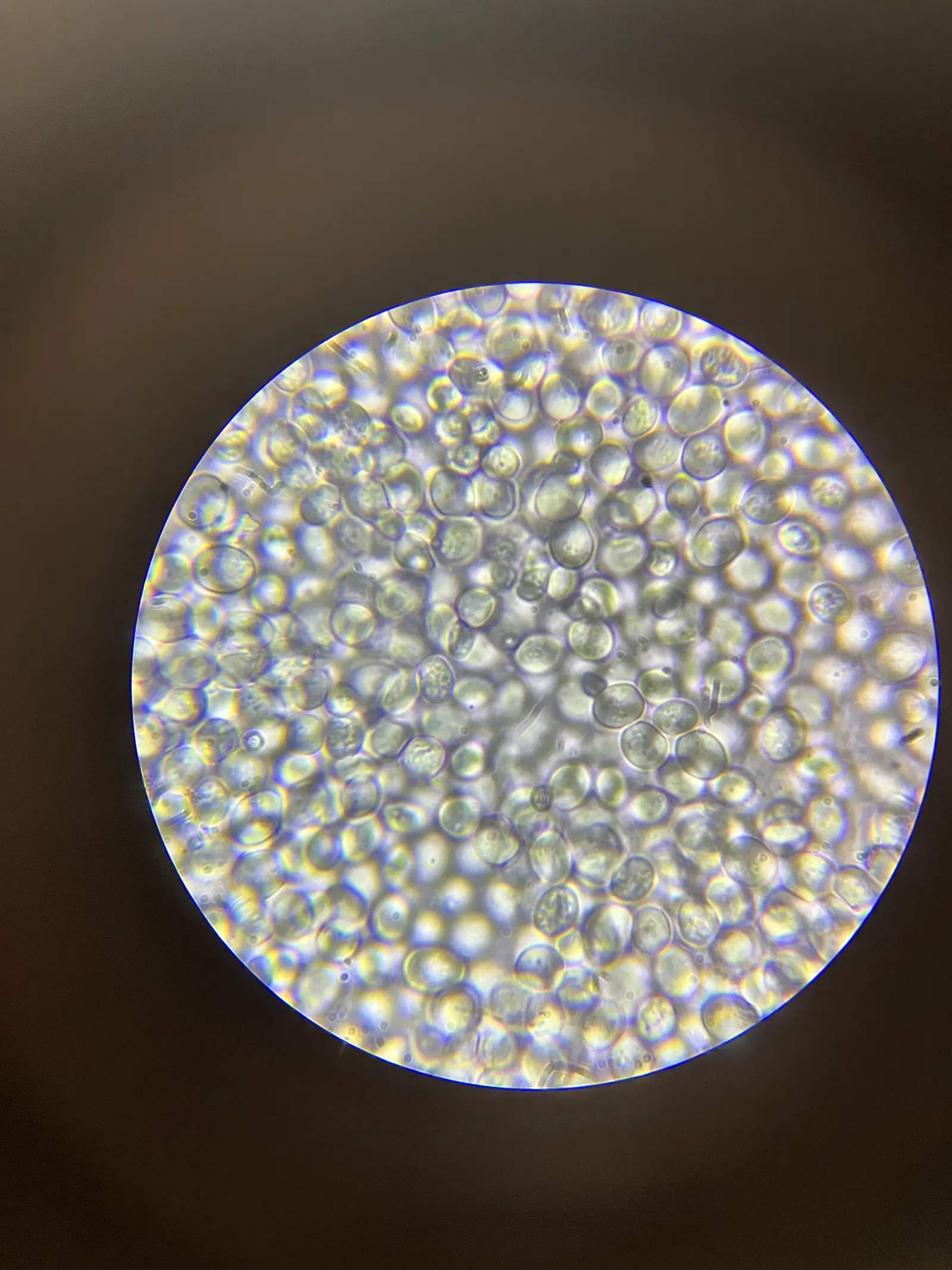 Baking yeast cells; young lab-strain cells run 3.6–6.0 µm; light micrograph through a 40x objective, no stain stated; cells packed edge to edge.