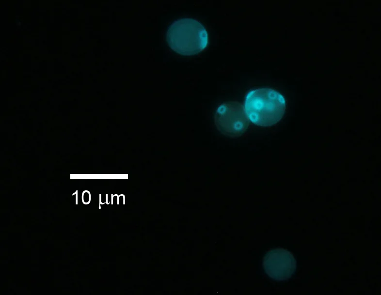 Baker's yeast cells, about 6–7 µm across by the scale bar; fluorescence micrograph, calcofluor white; small bright rings mark bud scars.