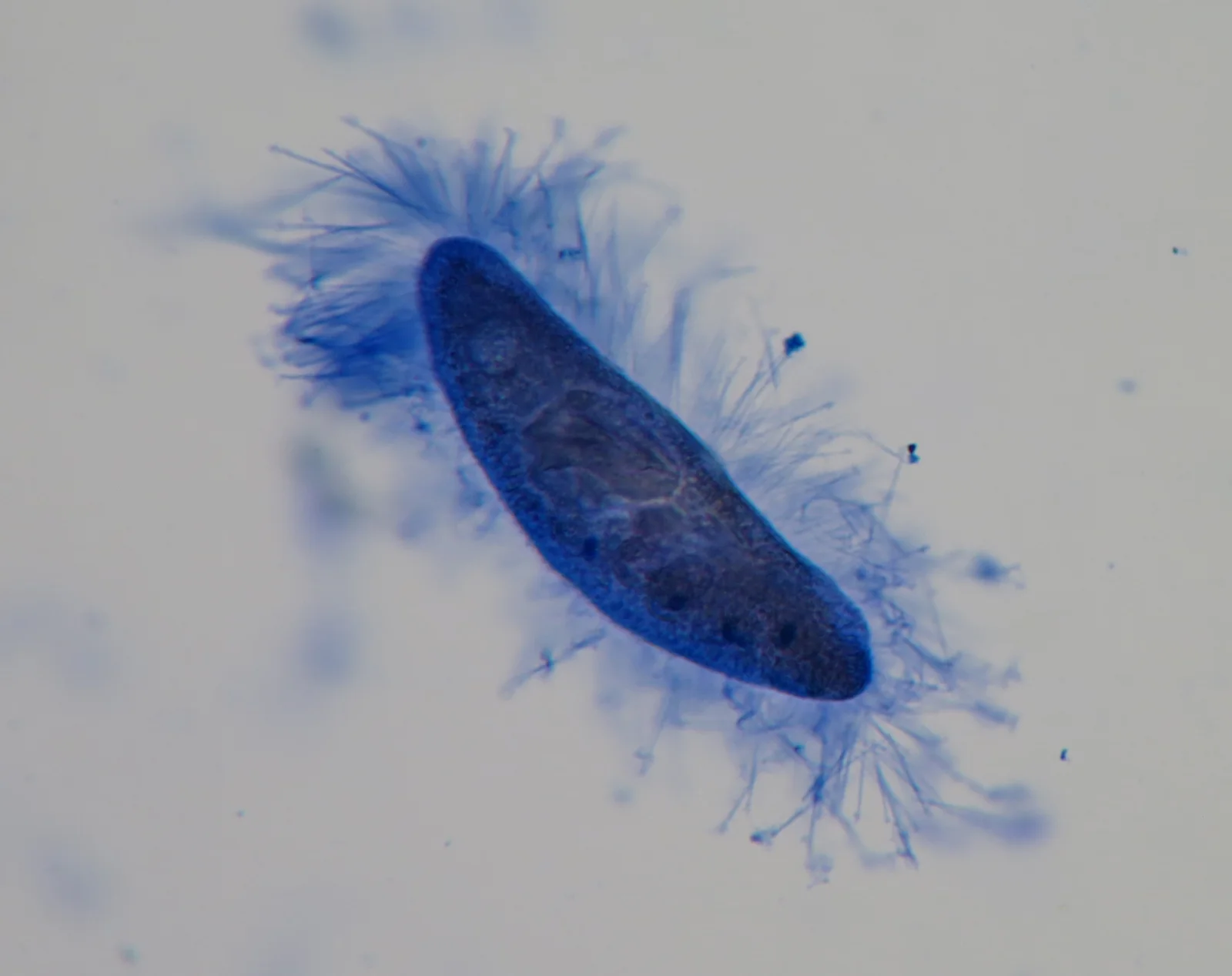 A Paramecium cell, a genus with typical sizes of 91–251 µm in one compilation, light micrograph, stained with opal blue; blue trichocyst threads.