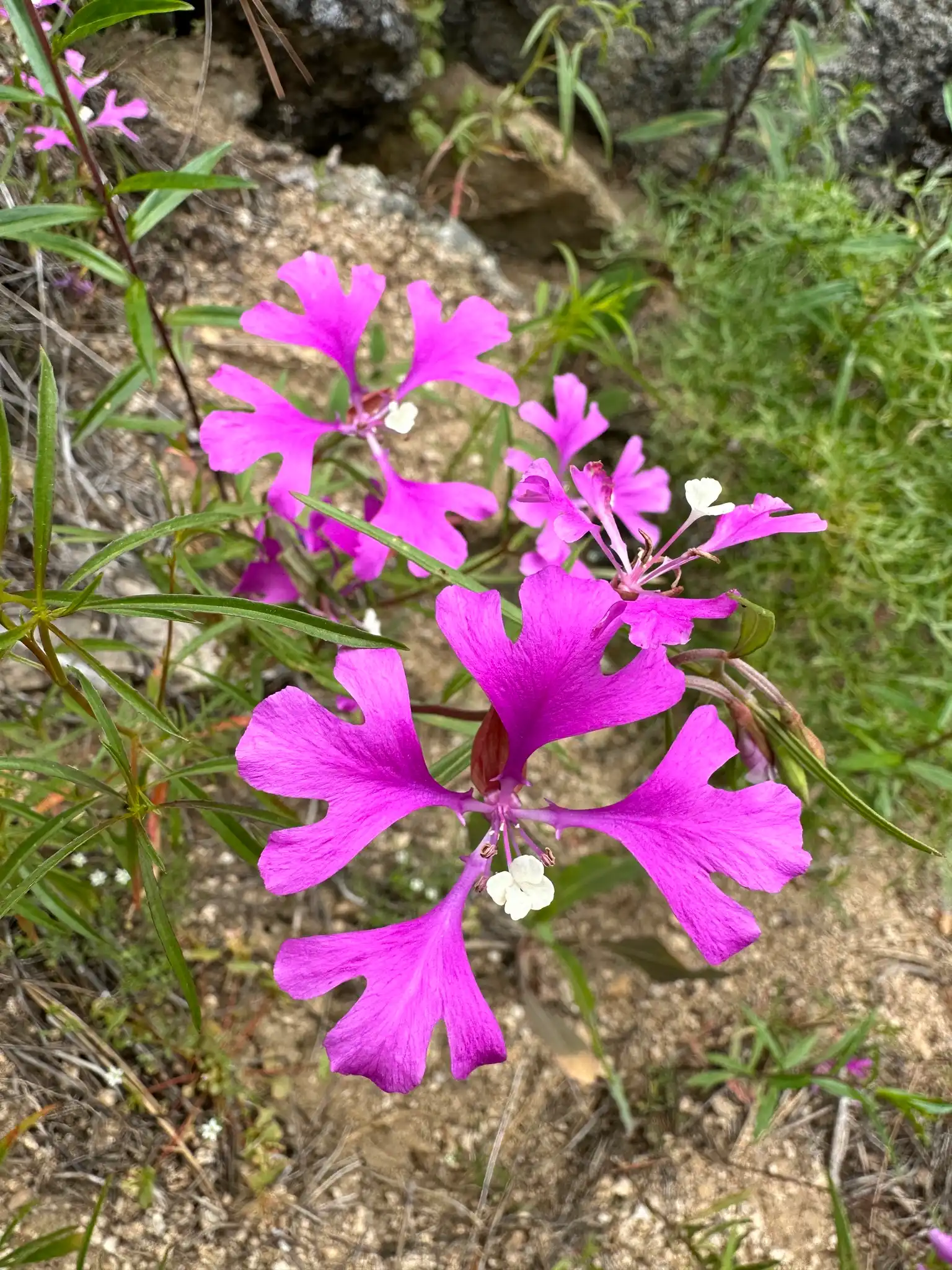 Clarkia pulchella in flower, pollen grains about 100 µm across; outdoor photograph, native color; four pink-purple petals, each with three lobes.