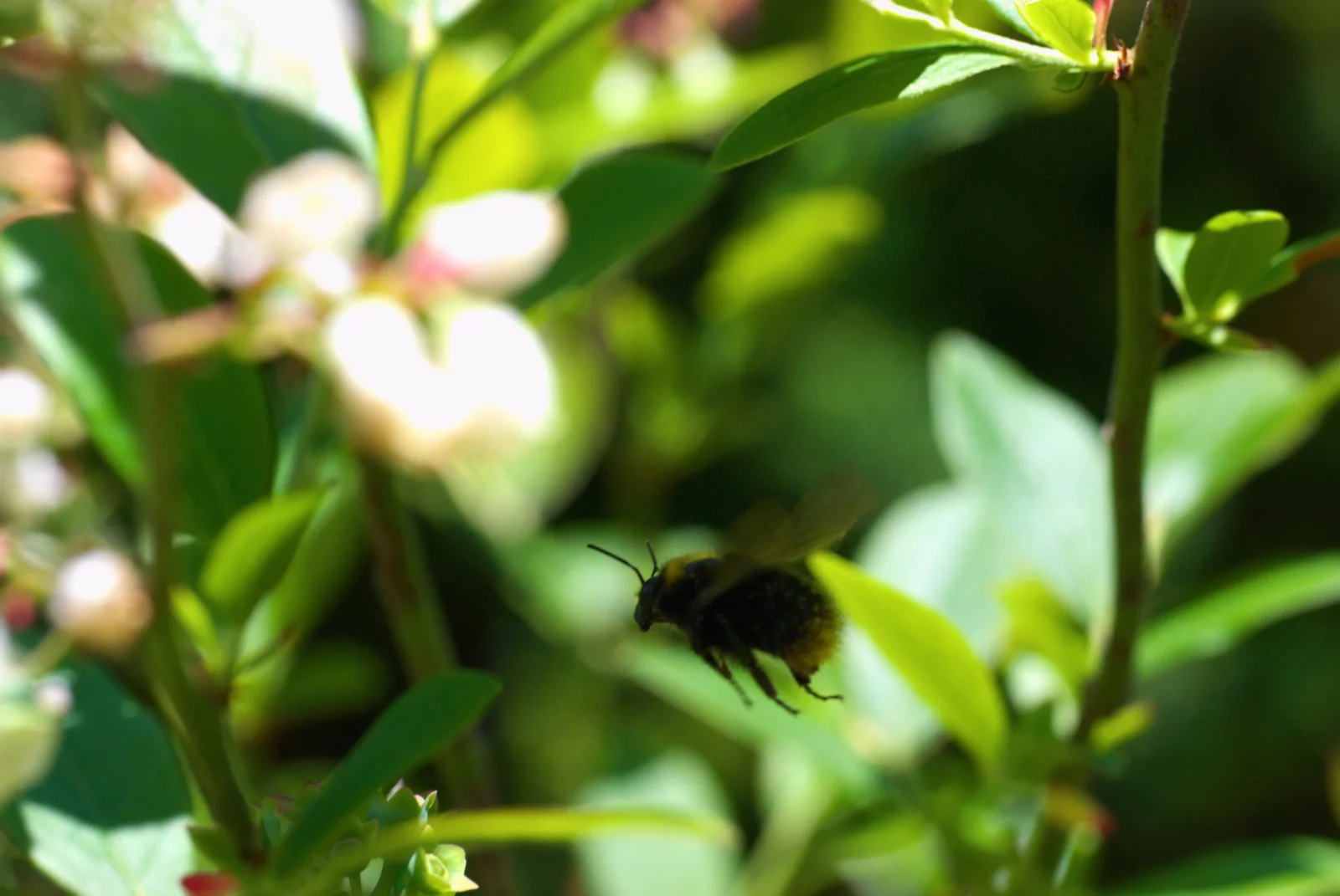Bumblebee in flight among leaves (measured species span 22–32 mm), photograph, native color; its wings a translucent blur over the dark body.