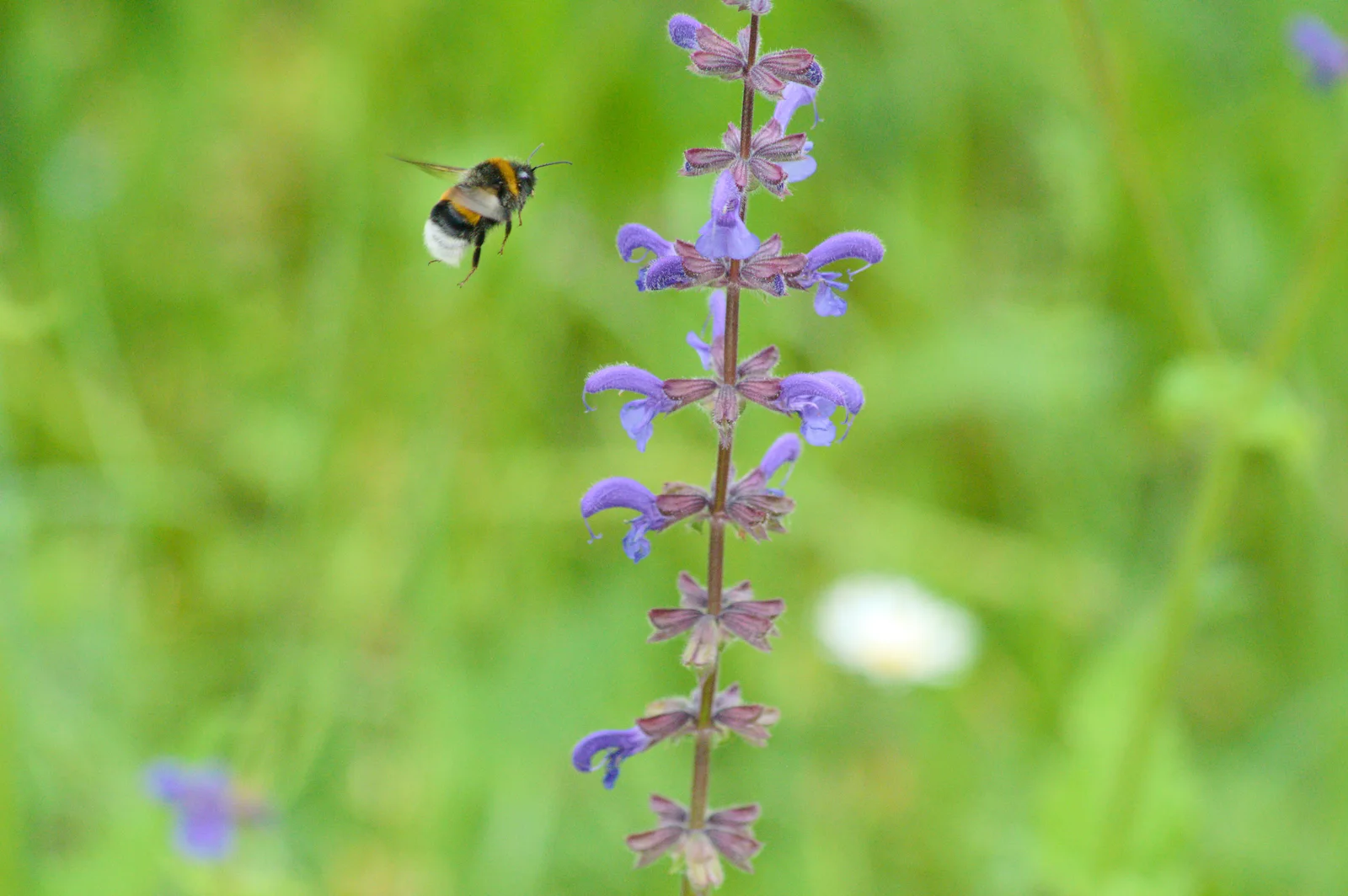 Bumblebee with a white tail and orange bands flying toward purple meadow sage, photograph, native color; one wing blurred above the body.