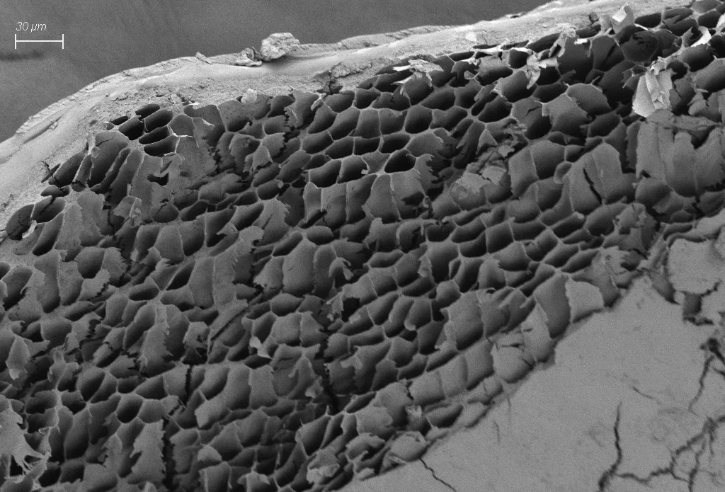 Dragonfly compound eye seen from inside, scanning electron micrograph, no color; rows of walled channels, one per ommatidium, beside a 30 µm bar.
