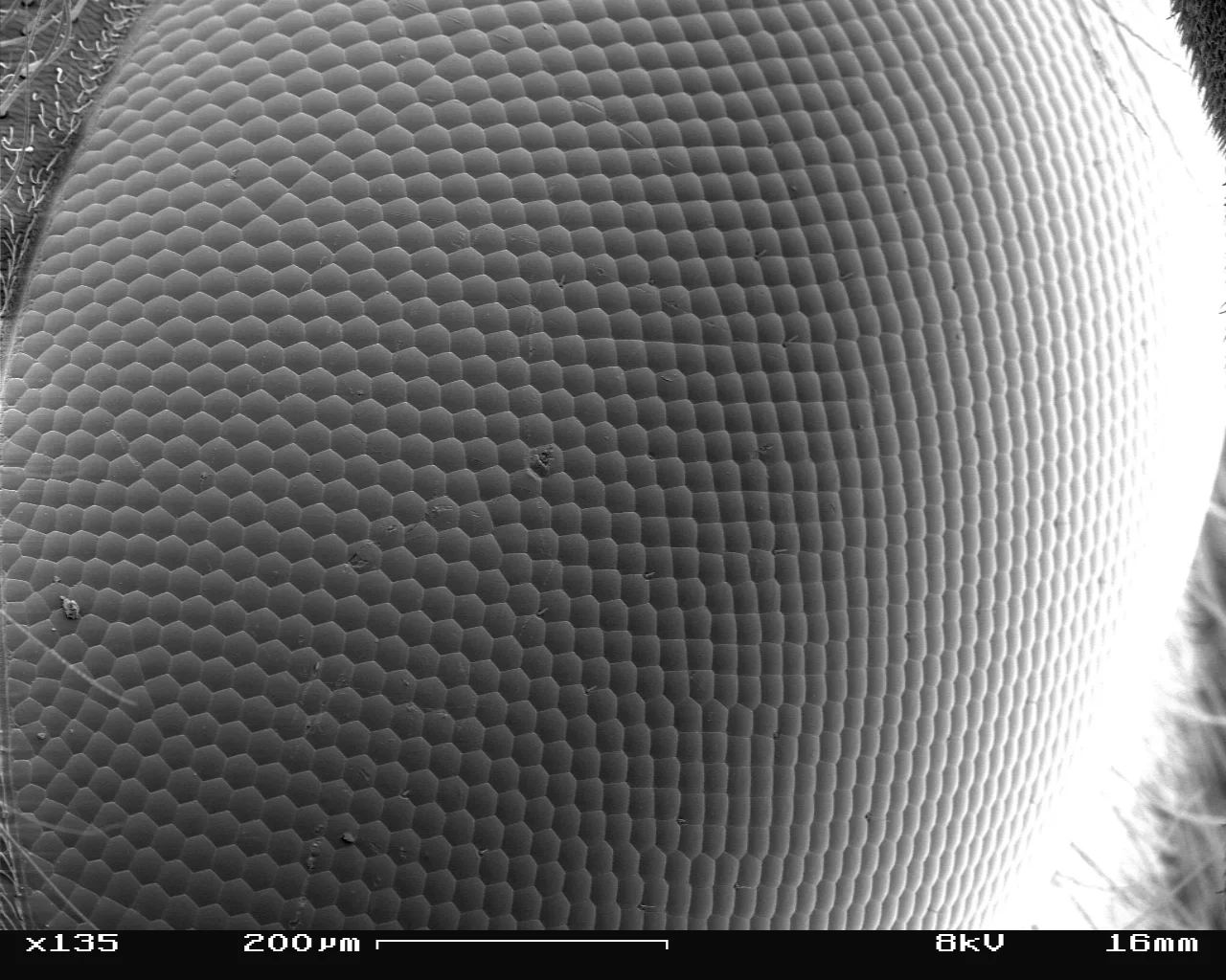 German wasp eye surface, facets about 25 µm wide, scanning electron micrograph, no color; rows of hexagonal facets beside a 200 µm bar.