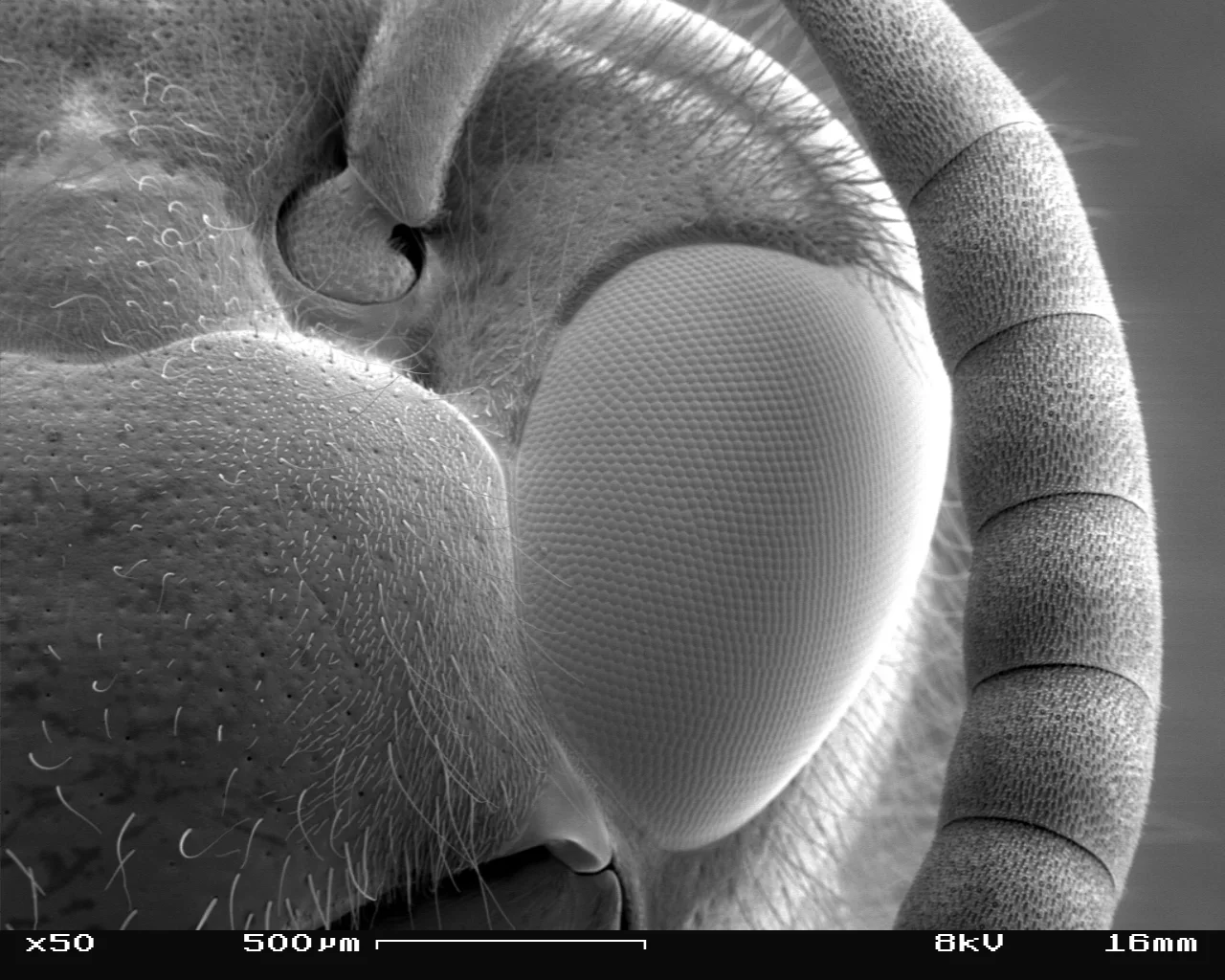 German wasp head and eye, eye about 1 mm across, scanning electron micrograph, no color; hundreds of facets beside a 500 µm bar.