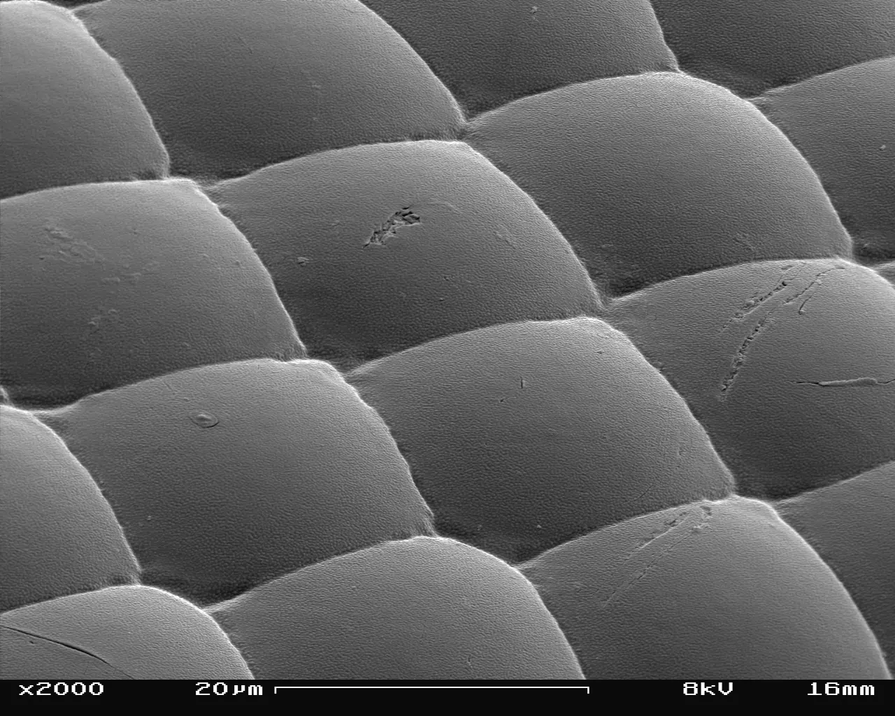 German wasp facet lenses, each about as wide as the 20 µm bar, scanning electron micrograph, no color; rounded lenses meet along raised seams.