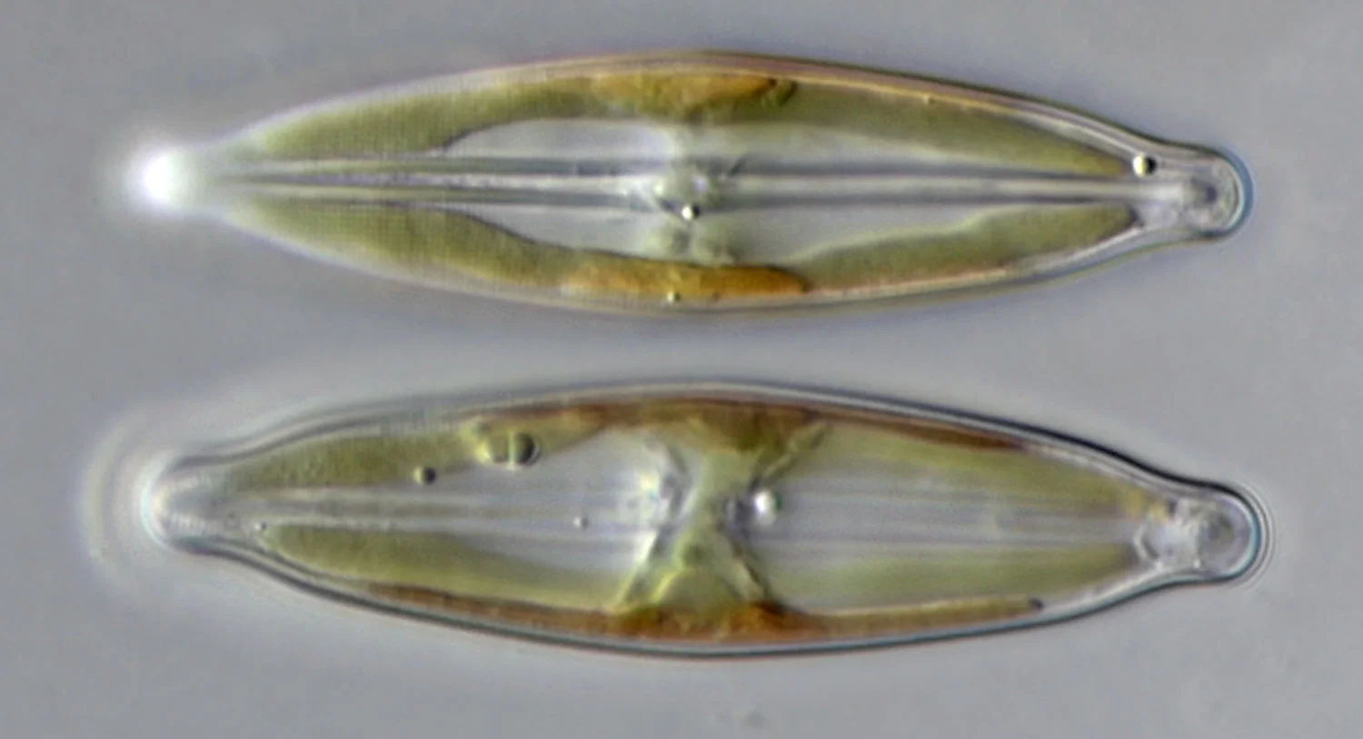 Two living naviculoid diatoms; most diatoms are 20–200 µm across; Nomarski light micrograph, native color; olive-gold bands run along each cell.
