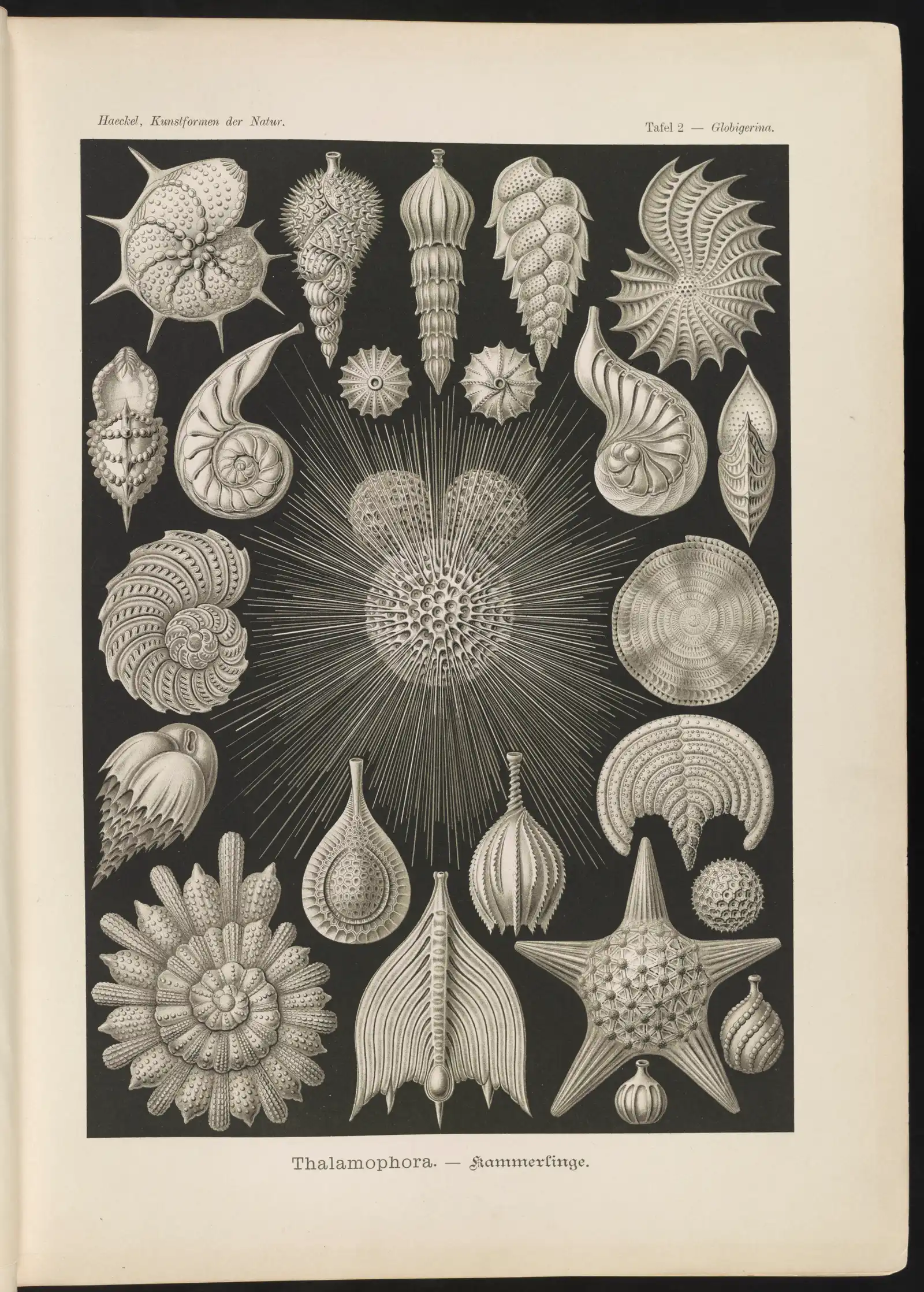 Foraminifera shells drawn by Ernst Haeckel, 1904; smaller kinds' tests are normally under 2 mm; a one-ink lithograph; a spiny shell at centre.