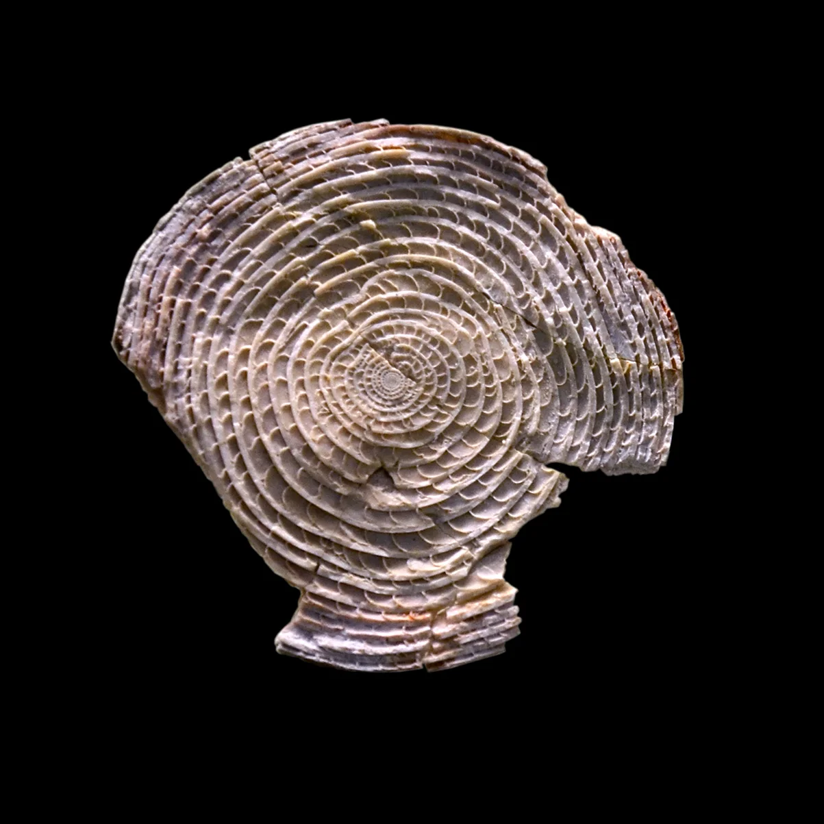 Fossil Nummulites puschi shell; the genus has 5 and 30 mm tests in one pyramid block; museum photo, natural color; a tight spiral of small chambers.
