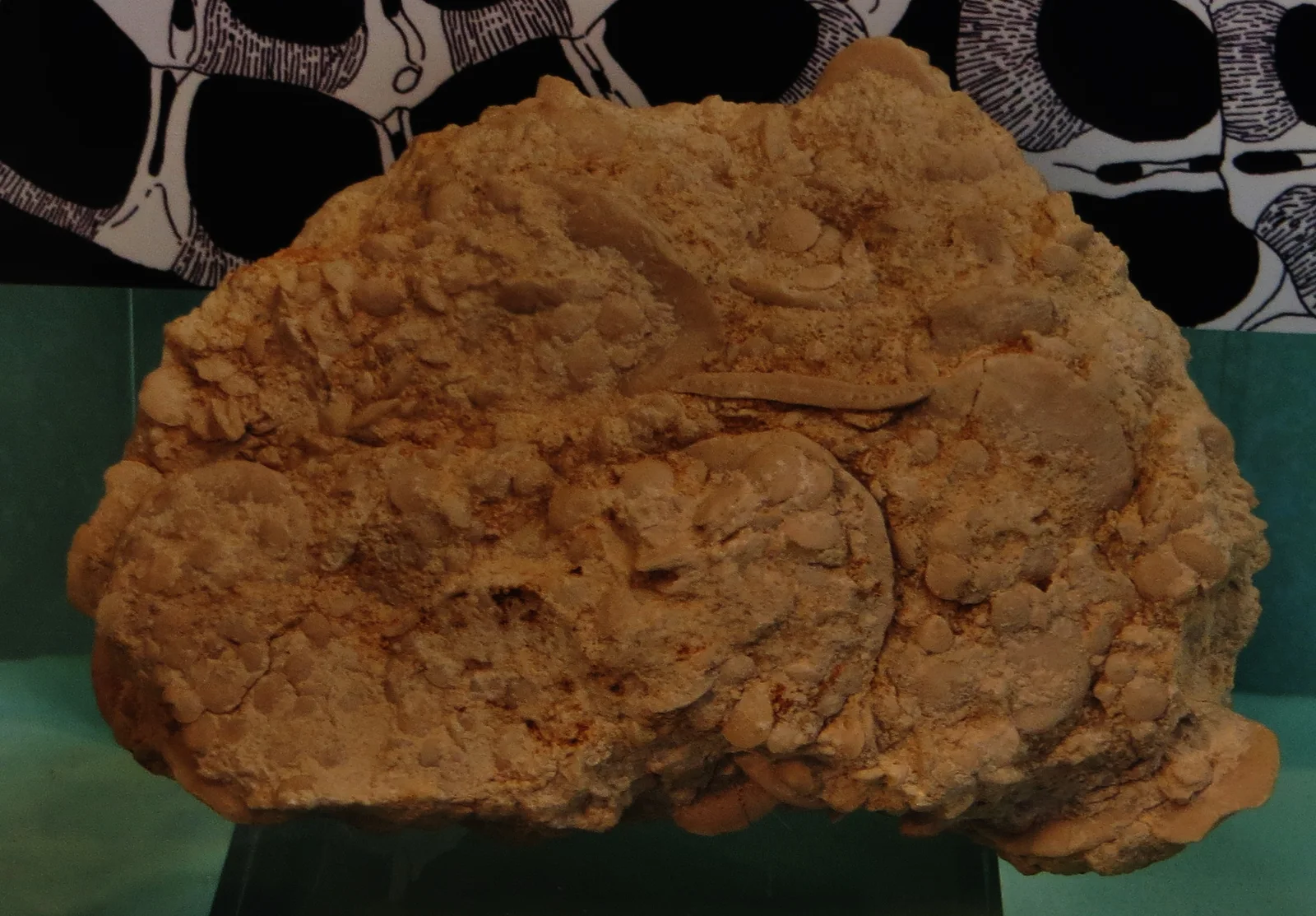 Limestone slab packed with Nummulites gizehensis tests, 5 and 30 mm in one pyramid block; museum photo; natural color; large and small discs.