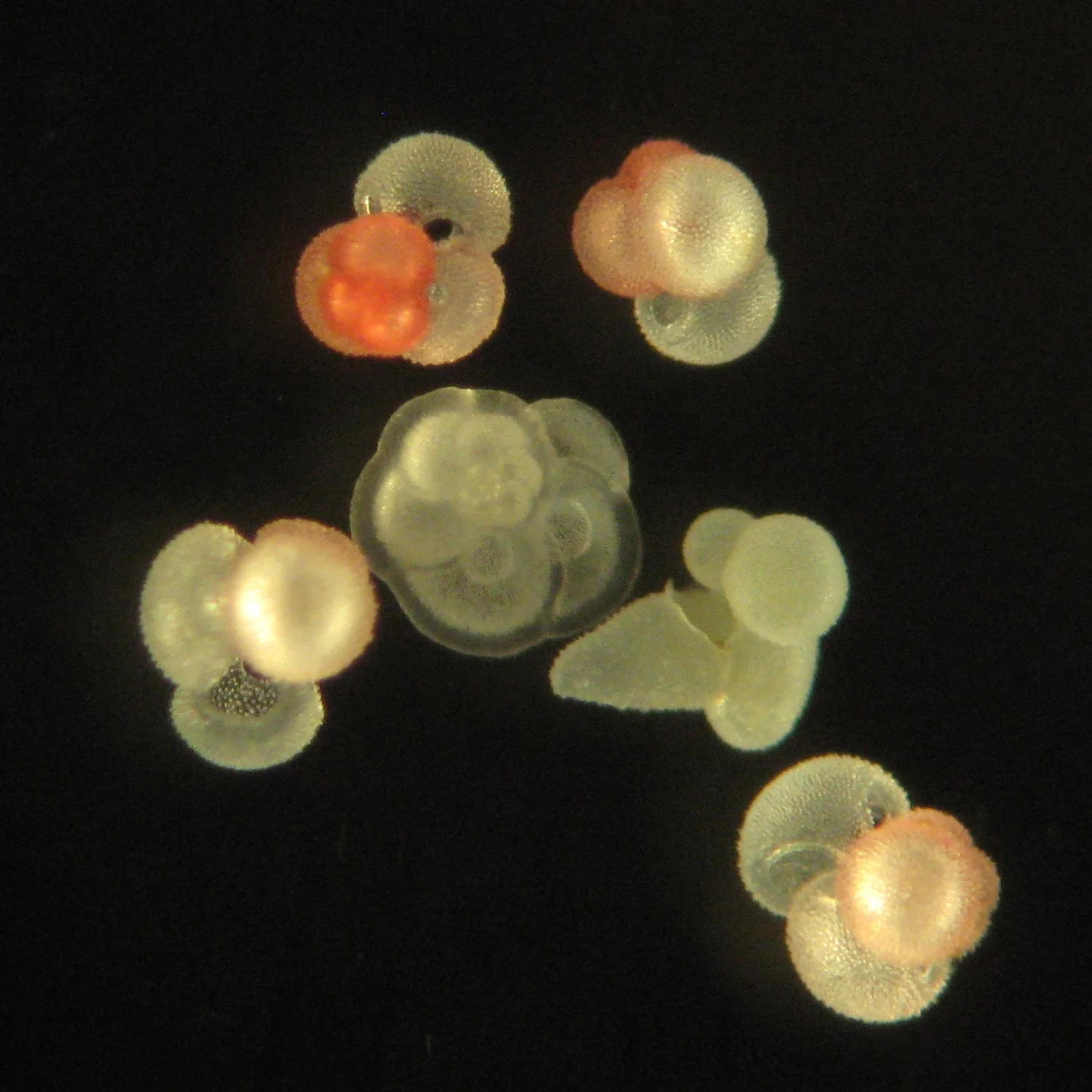 Drifting foraminifera, adult shells of one species 150–1,500 µm; photographed at 255×; natural color; several shells with pink chambers.