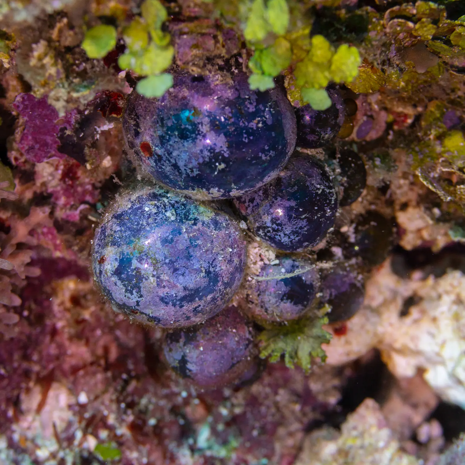 Bubble alga Valonia ventricosa, round cells typically 1–5 cm across, underwater photograph, native colour; glossy dark spheres with pink patches.