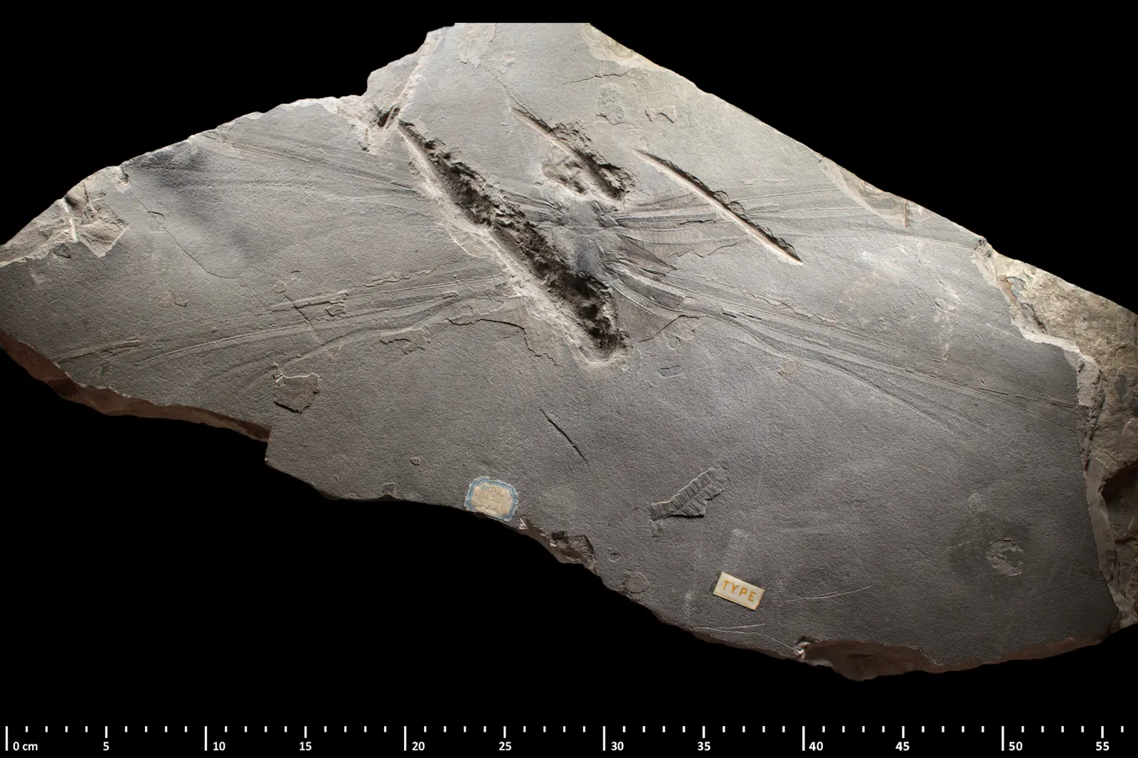 Fossil Meganeura monyi lectotype on a stone slab over half a metre wide, photo, native color; wing impressions spread from the body above a cm ruler.