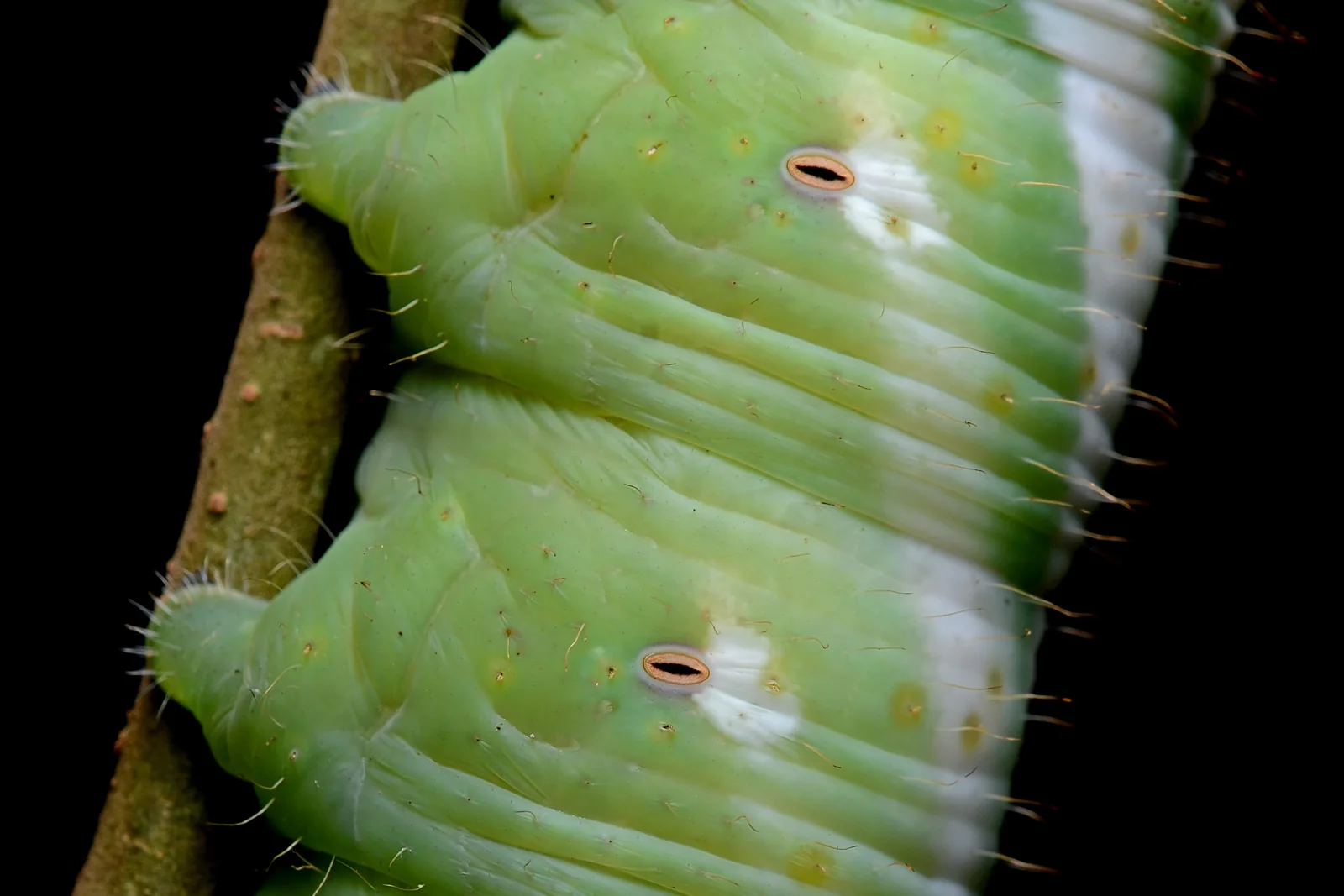 Hawk-moth caterpillar, side close-up, photo in native color; two oval spiracles with orange rims and dark central slits on neighbouring segments.