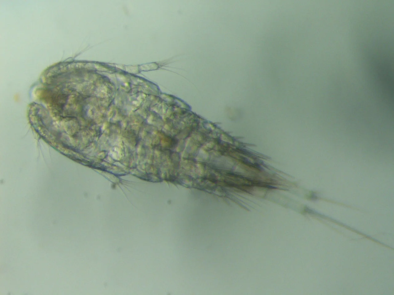 Diacyclops thomasi, a freshwater copepod; copepods in one 2010 study were 0.3–3.0 mm long; photograph, no stain stated; two long antennae.
