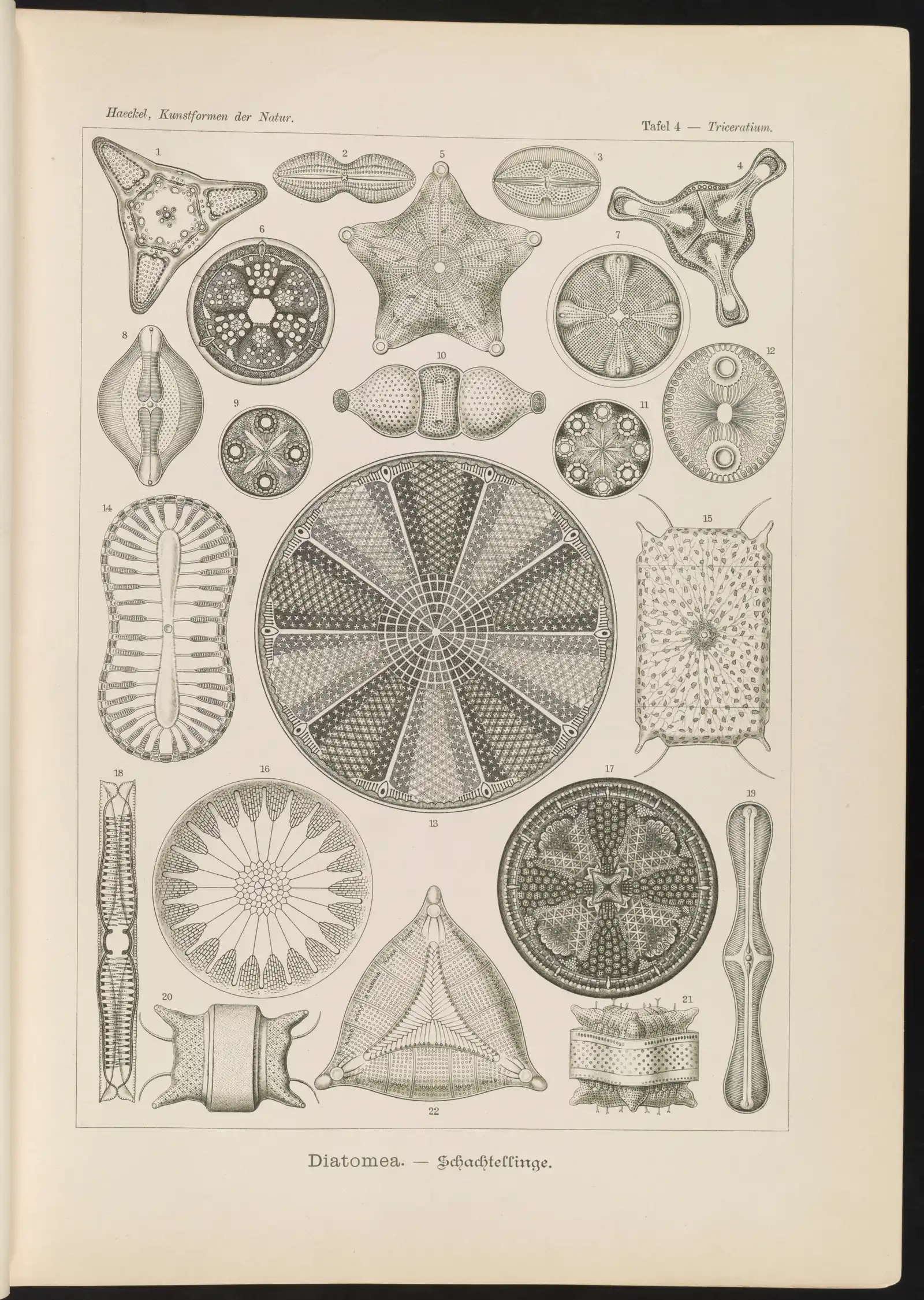 Diatoms drawn by Ernst Haeckel on a 1904 lithograph plate; the diatoms sized on this page span 7–138 µm; rows of symmetrical glass shells.