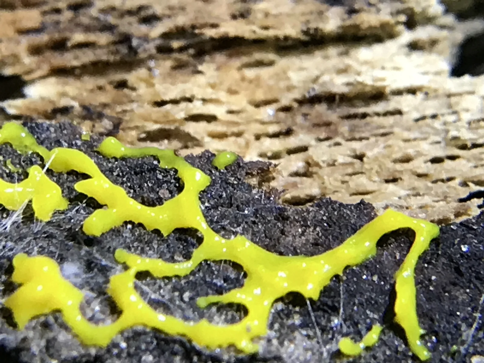 Physarum polycephalum plasmodium, one cell that can span tens of cm; close-up photo, native color; yellow branching strands on dark ground.