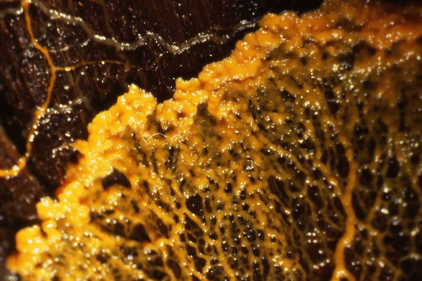 Edge of a Physarum polycephalum plasmodium, one cell that can reach tens of cm; photo, native orange-yellow; a lumpy fan, veins behind it.