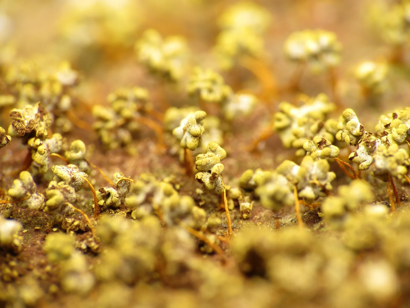 Physarum polycephalum sporangia on stalks; among myxomycetes about 1 mm is a moderate size; close-up photo, native color; pale lobed heads.