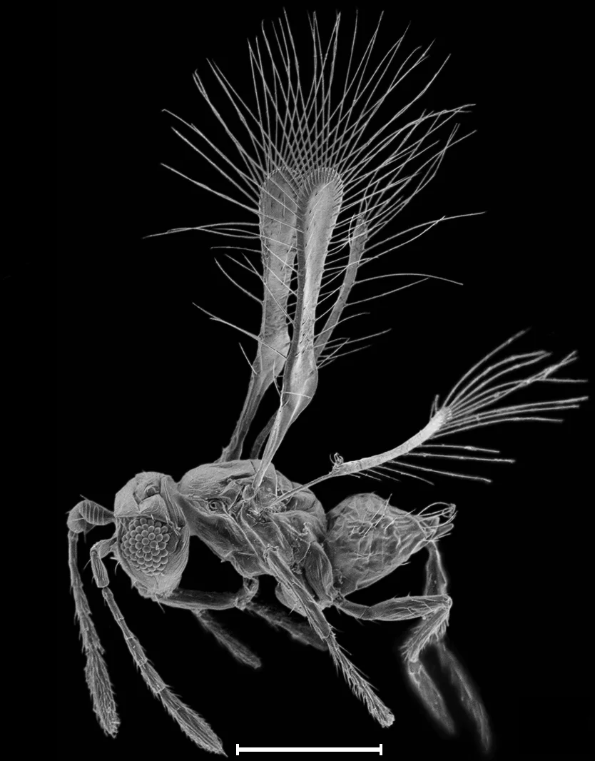 Tinkerbella nana female, about 0.22 mm long, scanning electron micrograph, no color; narrow wings edged with long bristles.