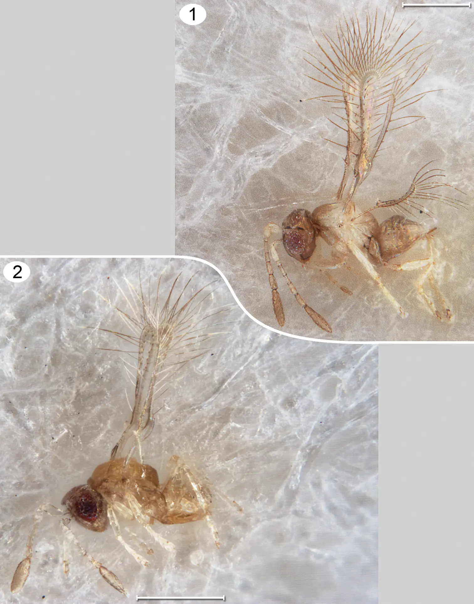 Kikiki huna, dried females 0.16–0.19 mm long, below Tinkerbella nana, side view; light photographs, native color; bristle-fringed wings raised.