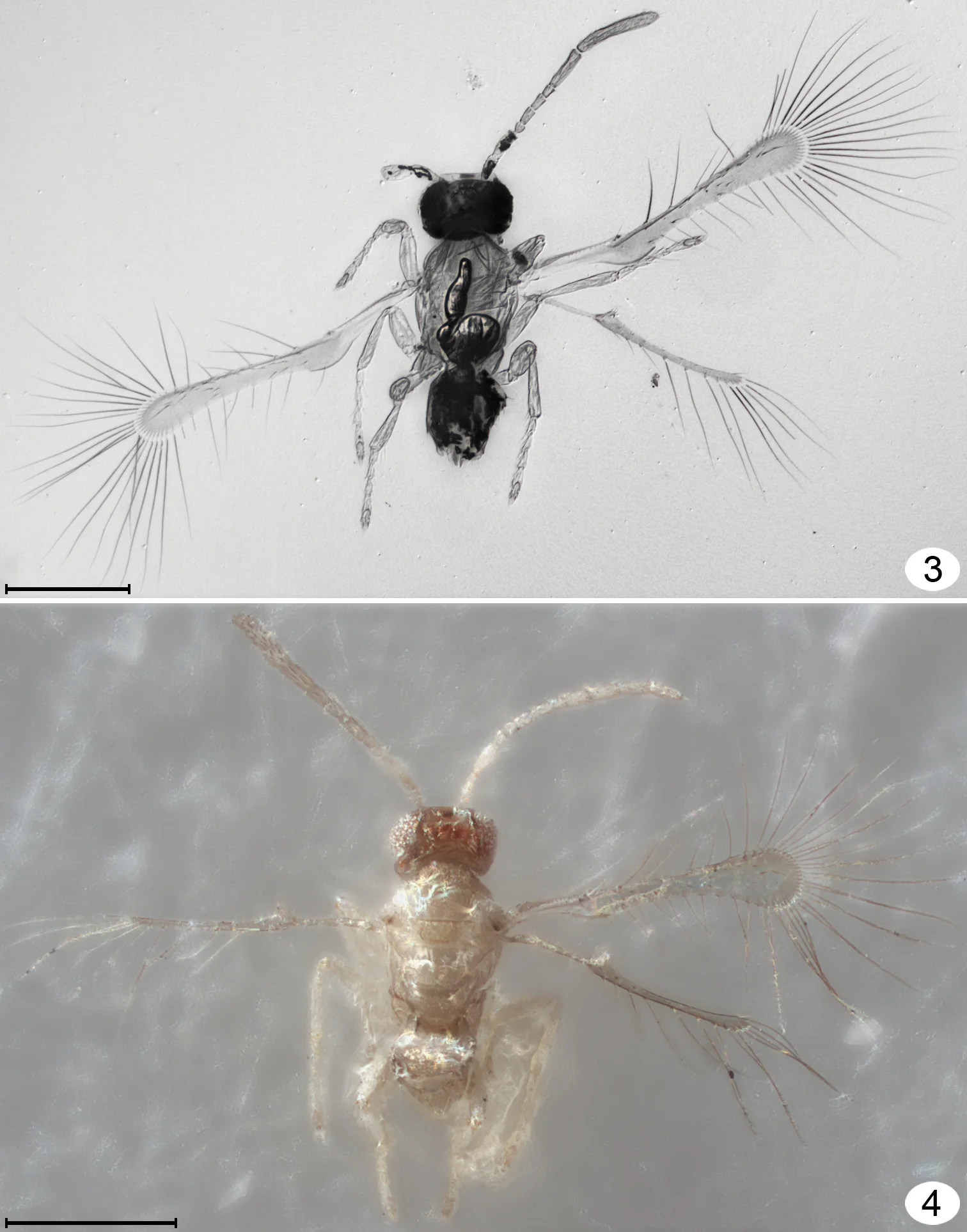 Two Tinkerbella nana females, 0.23–0.25 mm long, light photographs, native color; paddle-shaped wings fringed with long bristles.