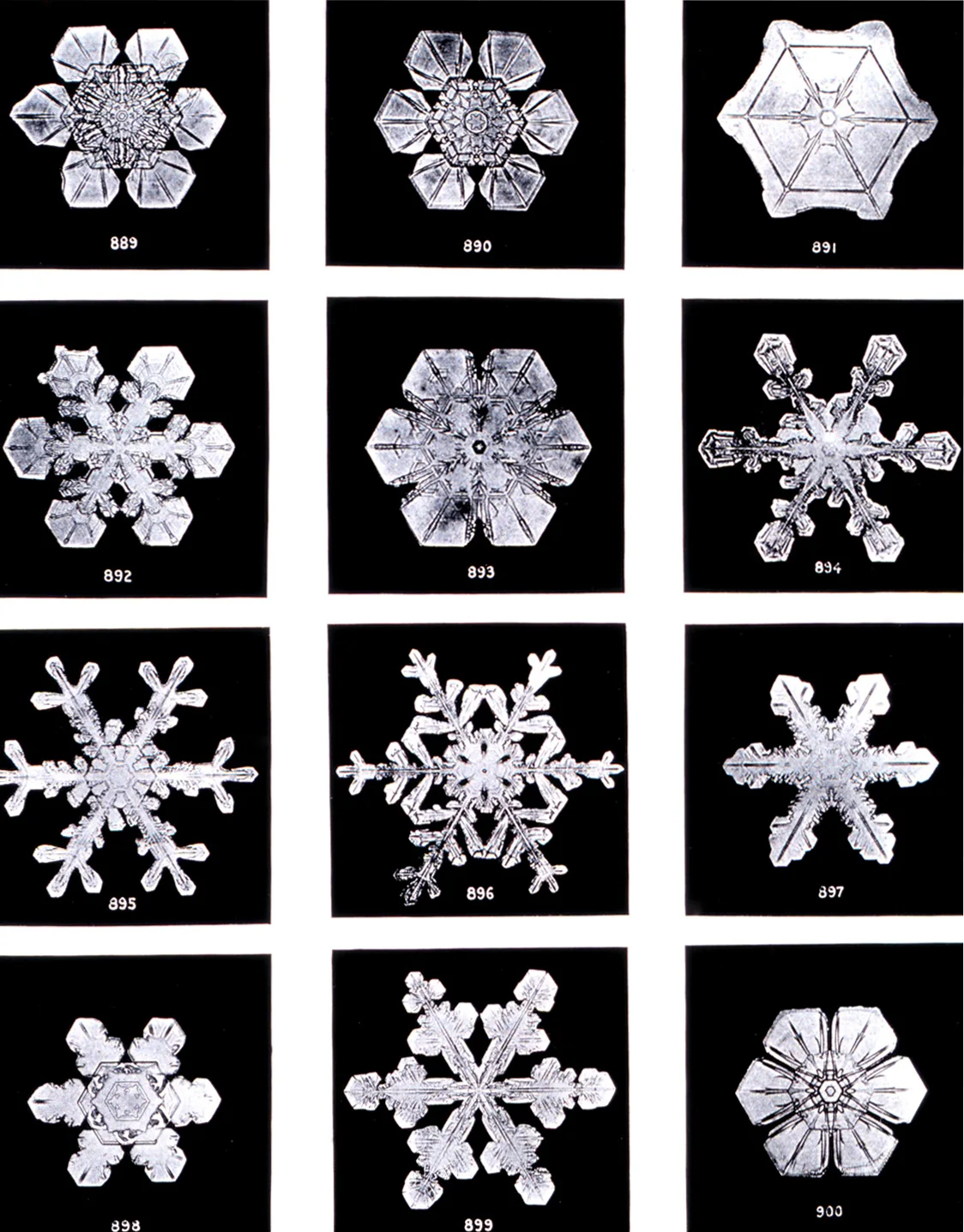 Twelve snow crystals photographed by Wilson Bentley, printed white on black in 1902, no scale; six-armed plates and stars, each numbered.