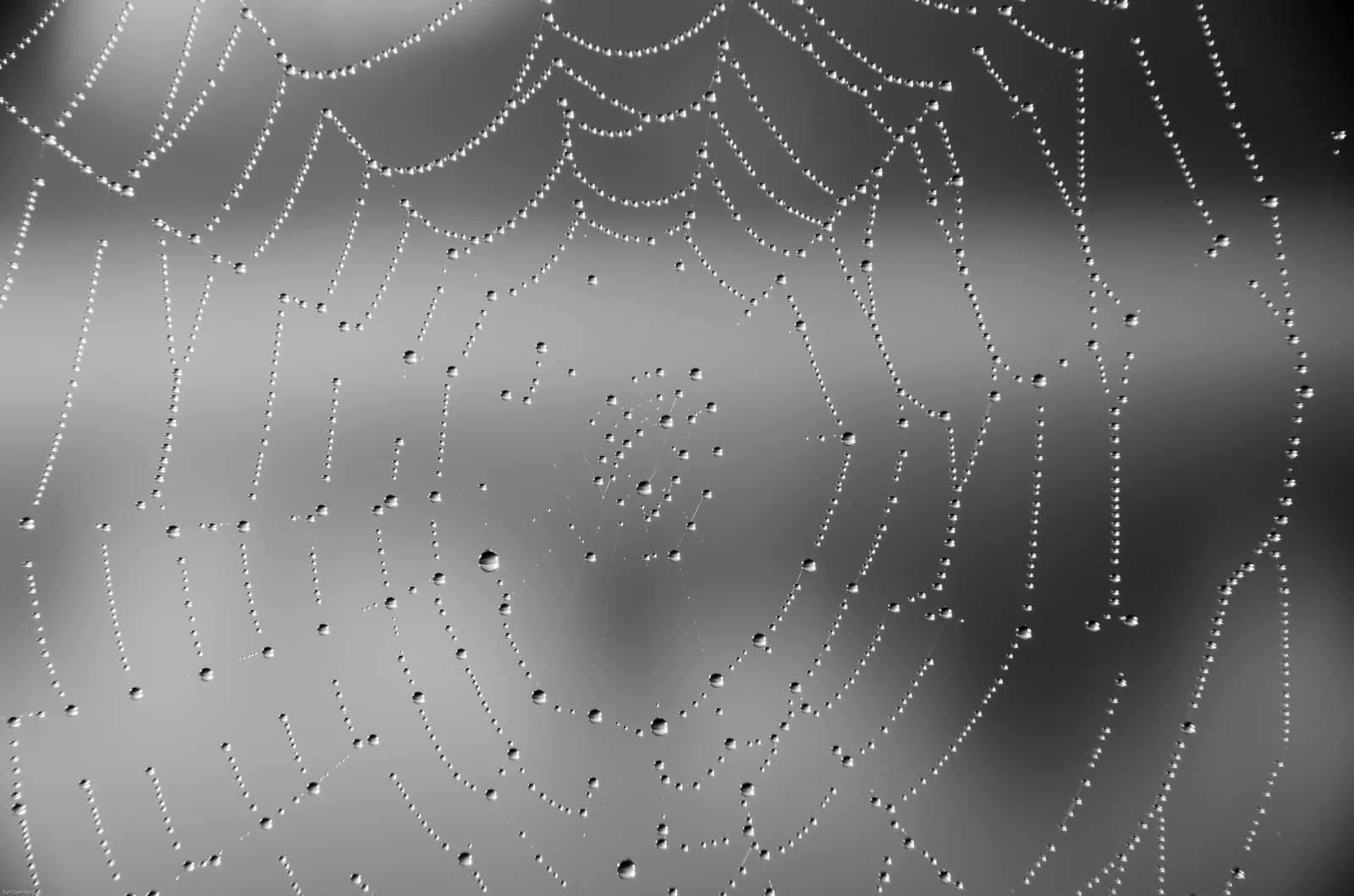 Orb web beaded with dew, close-up photo in black and white; rows of droplets trace the spiral and radial threads around the hub.