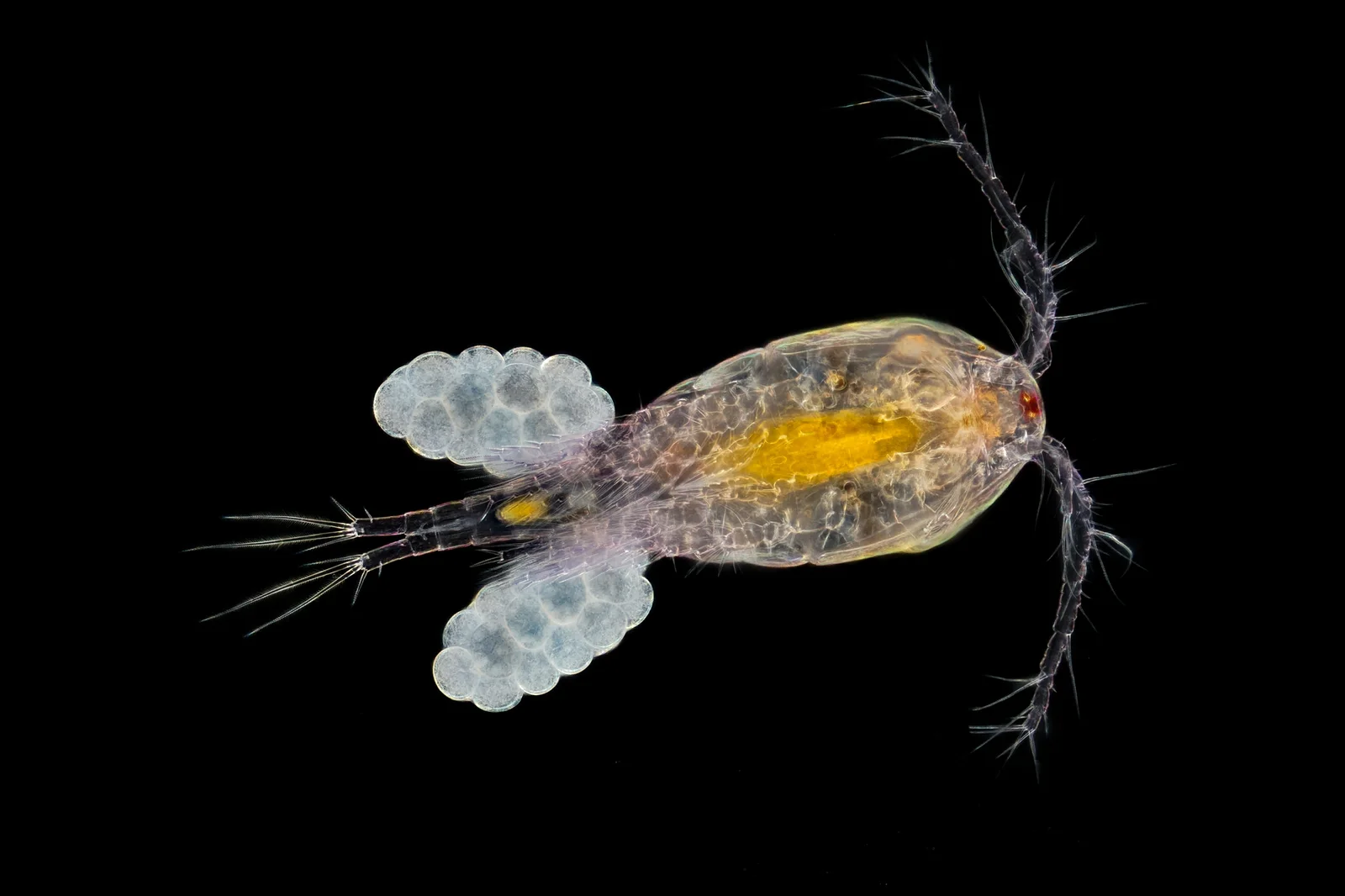 Female Cyclops copepod with two egg sacs; copepods in one study were 0.3–3.0 mm long; dark-field micrograph, no stain stated; bristled antennae.