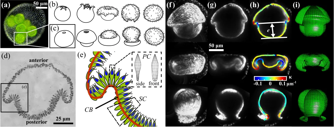 Volvox inversion, embryos 50–90 µm: light micrographs, outlines of types A and B, 3D views and a false-color curvature map.