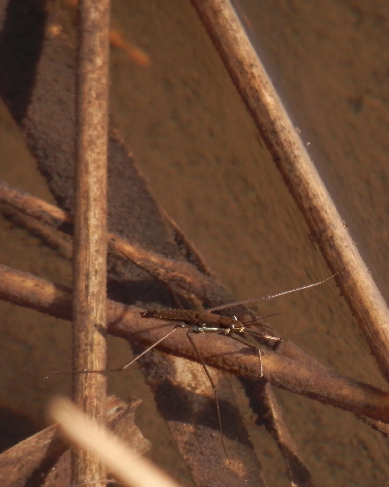 Water strider Aquarius remigis, about 11–14 mm long, photographed on water, native color; the middle legs reach far out to the sides.