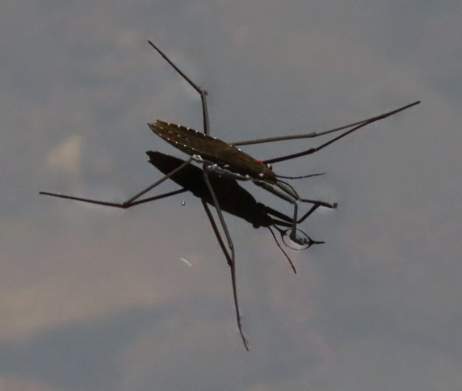 Water strider Aquarius remigis, about 11–14 mm long, photographed on water, native color; legs spread on the surface.